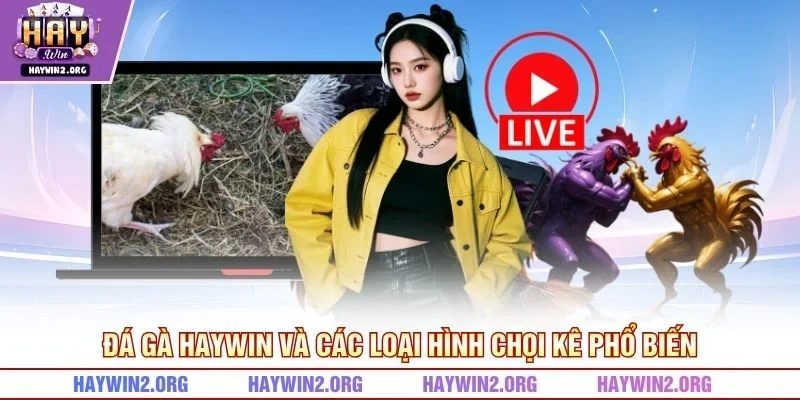 Đá Gà HAYWIN và các loại hình chọi kê phổ biến