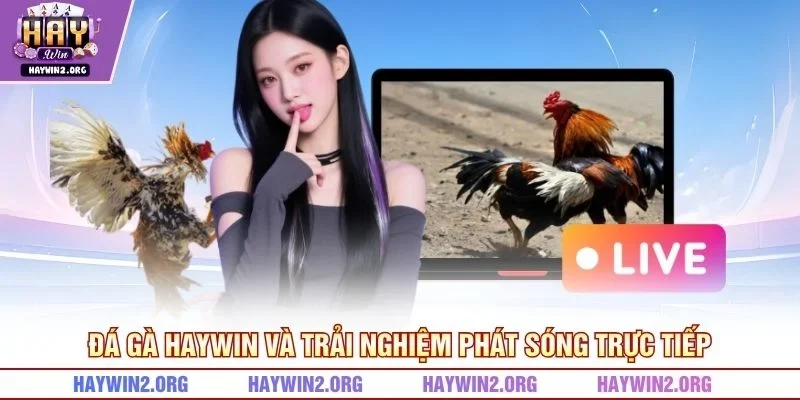 Đá Gà HAYWIN và trải nghiệm phát sóng trực tiếp