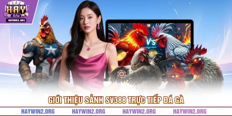 Giới thiệu sảnh SV388 trực tiếp đá gà