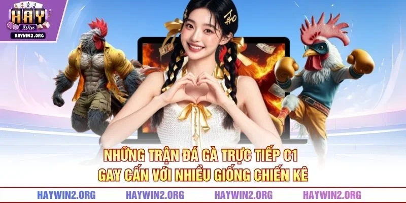 Những trận đá gà trực tiếp C1 gay cấn với nhiều giống chiến kê