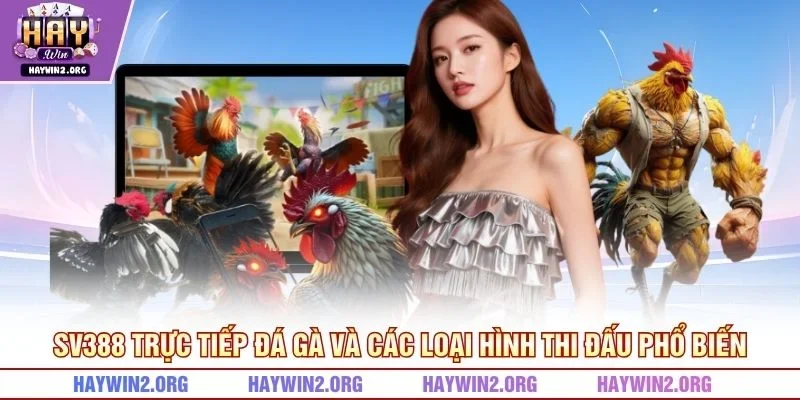 SV388 trực tiếp đá gà và các loại hình thi đấu phổ biến