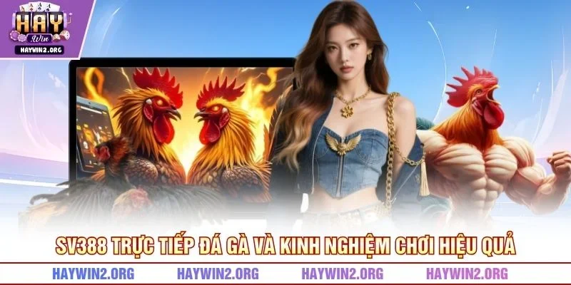 SV388 trực tiếp đá gà và kinh nghiệm chơi hiệu quả