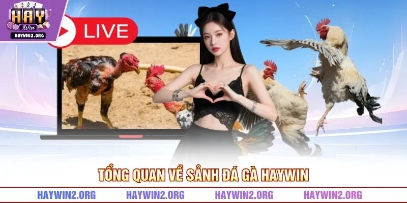 Tổng quan về sảnh đá gà HAYWIN